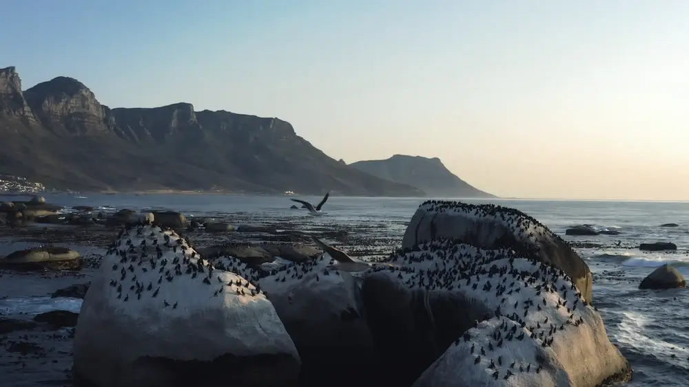 CINE COLLECTION DJI MAVIC AIR 2 LUTS PACK - Gallery Image