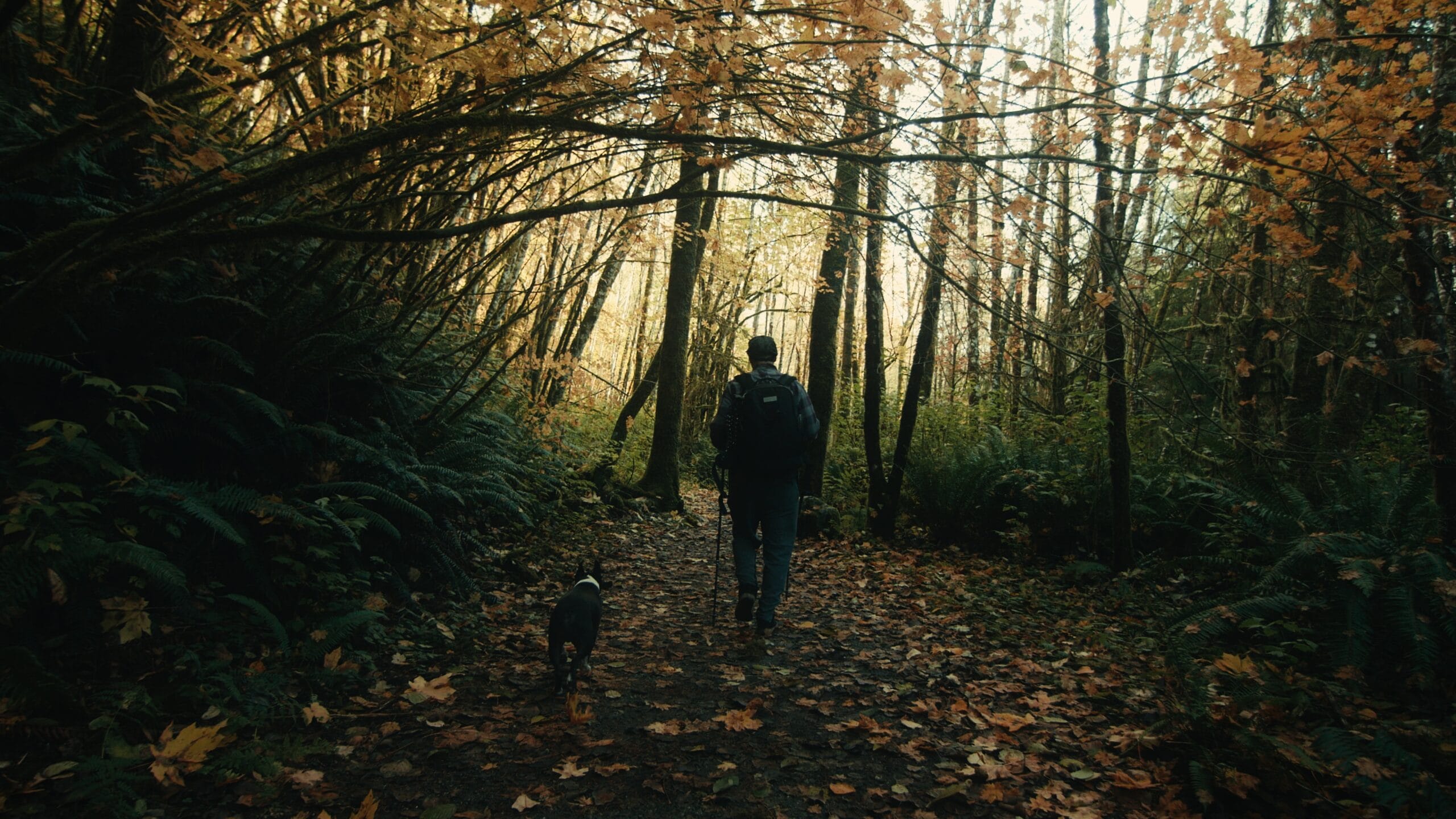Kodak 2383 Inspired Cinematic LUTs after