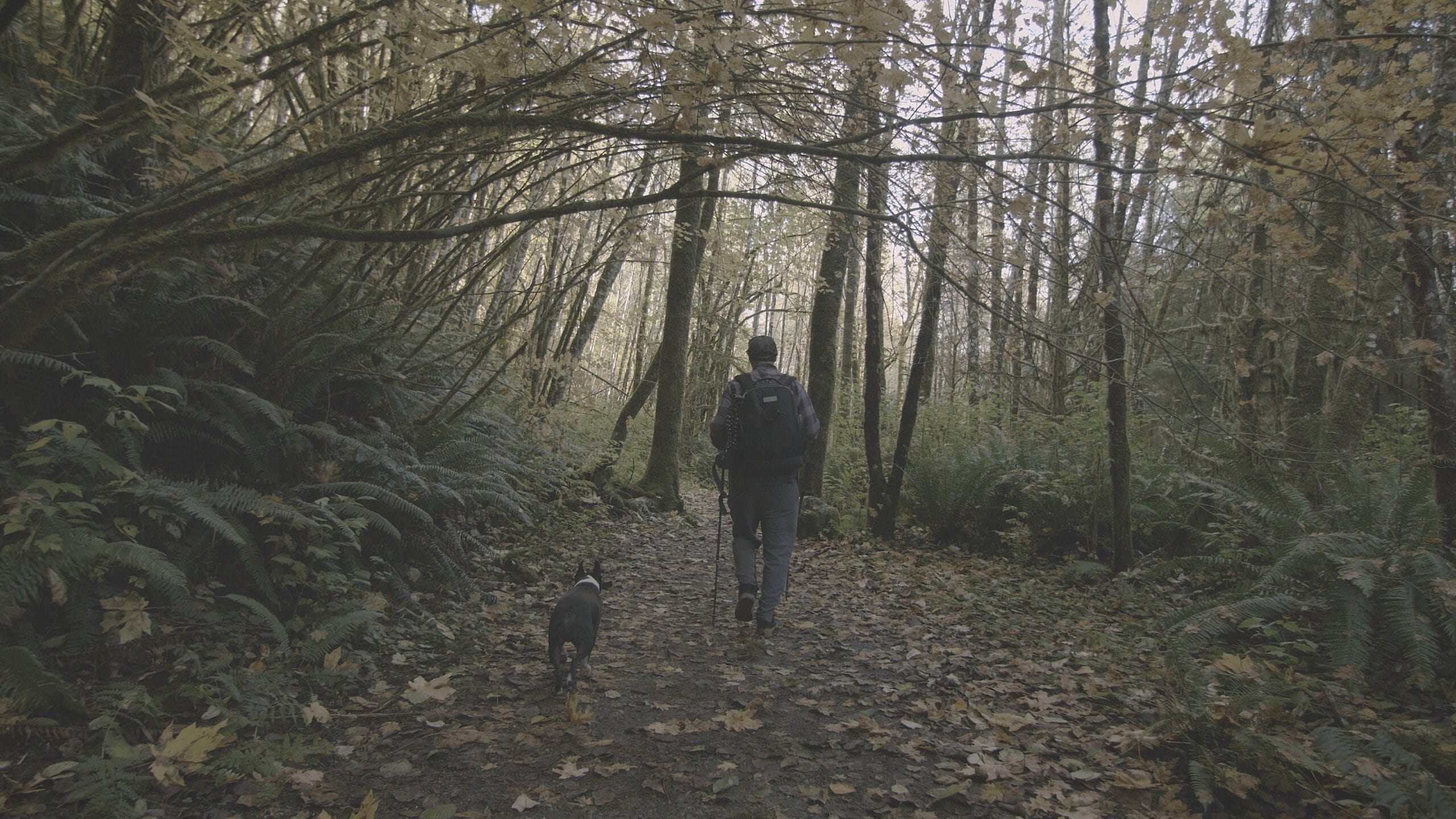 Kodak 2383 Inspired Cinematic LUTs before