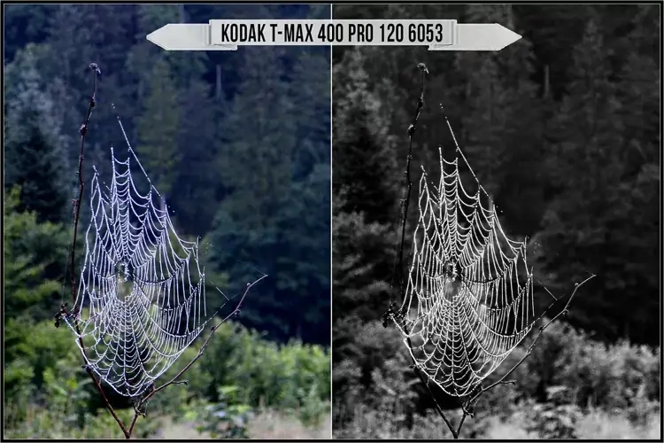 Eastman Kodak Black and White Films LUTs - Gallery Image