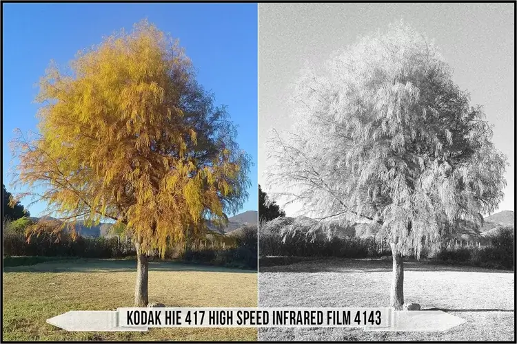 Eastman Kodak Black and White Films LUTs - Gallery Image