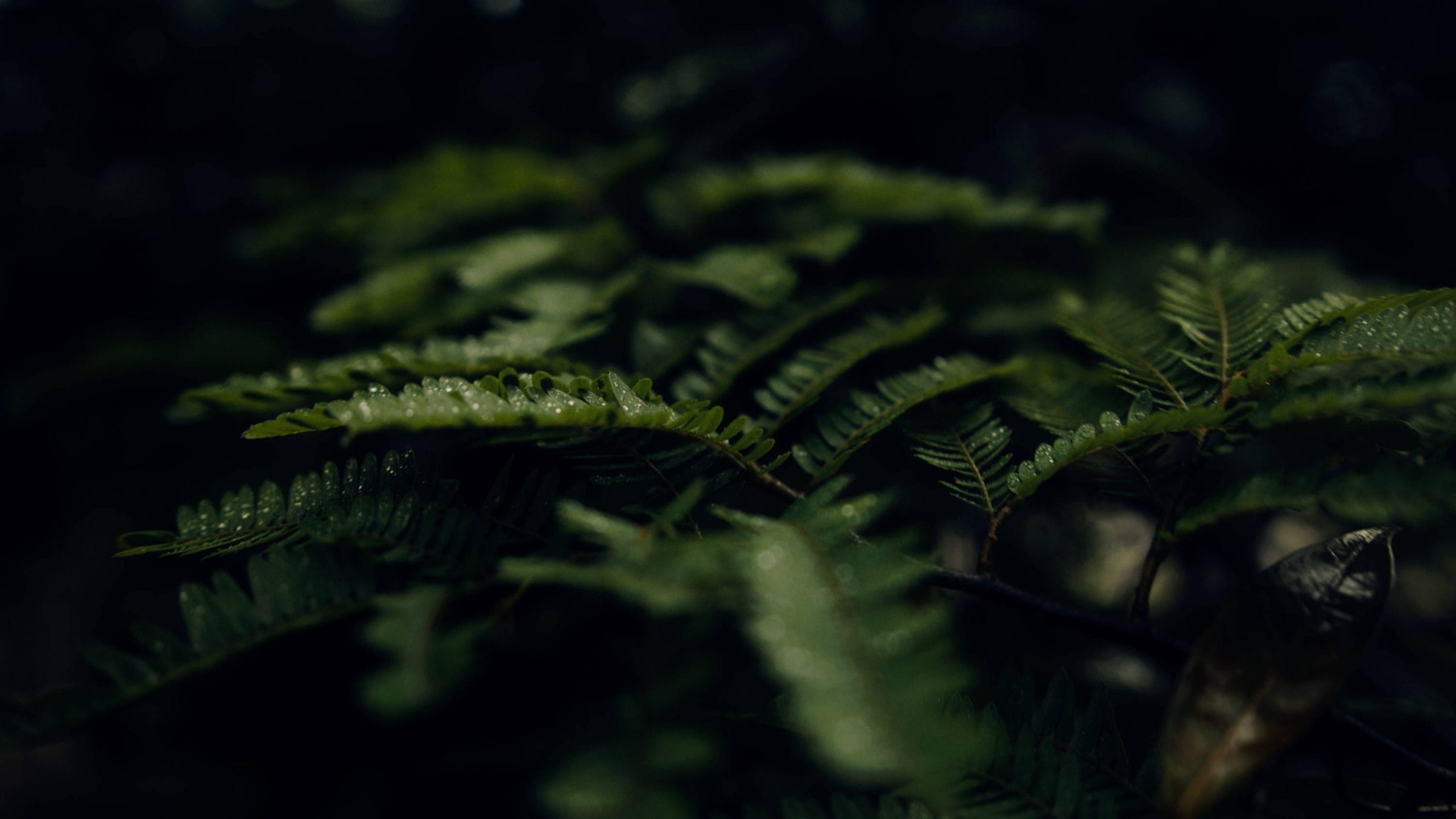 JustKay Blackmagic LUTs Gen 5 after
