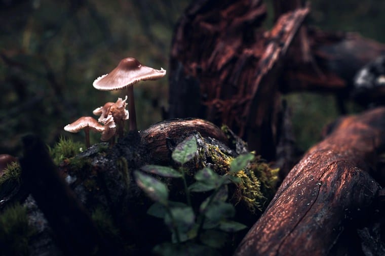 Master Collection 3 Capture One Style packs after